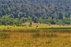 Huella Andina - Pferde